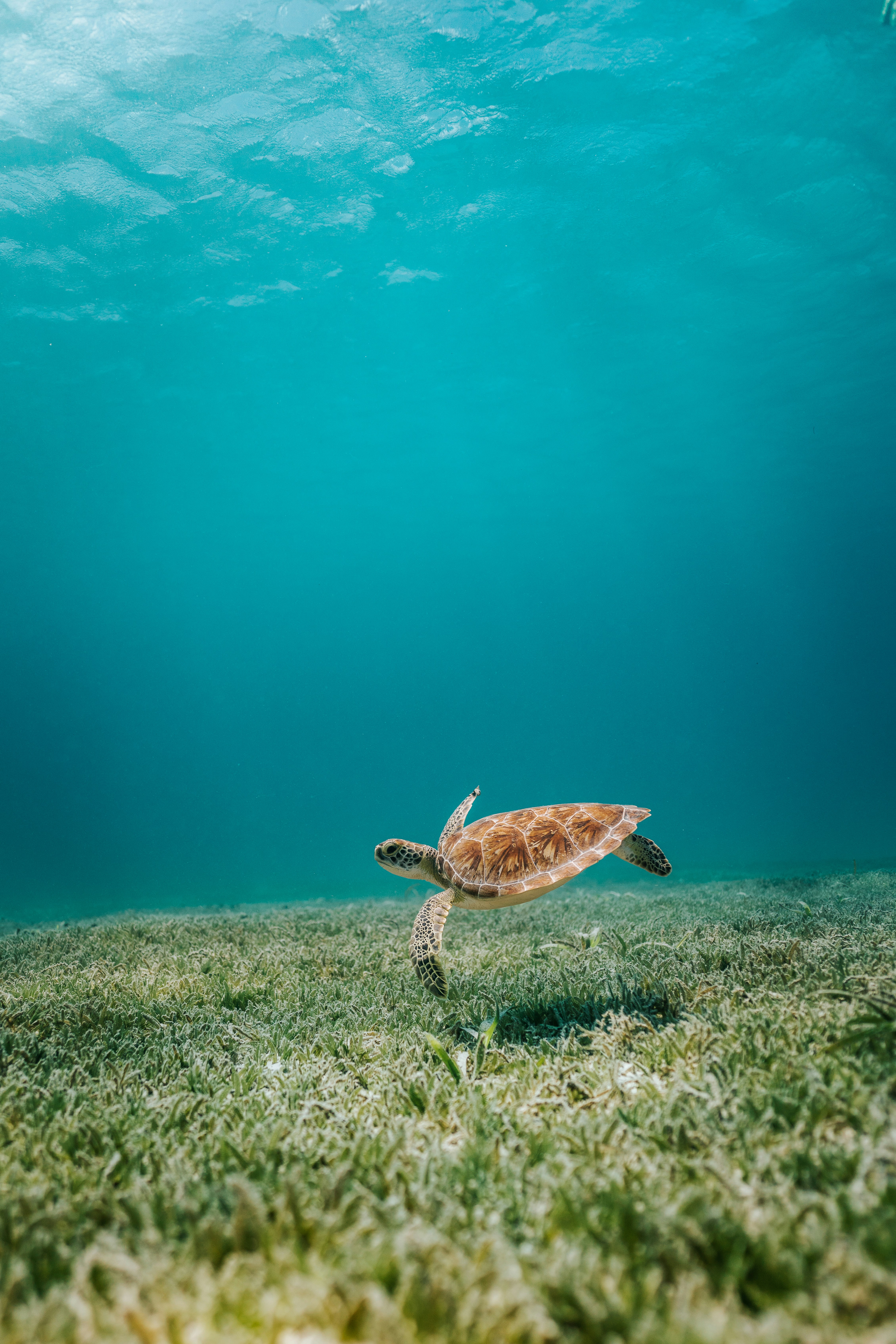 Seatre Environmental Impact